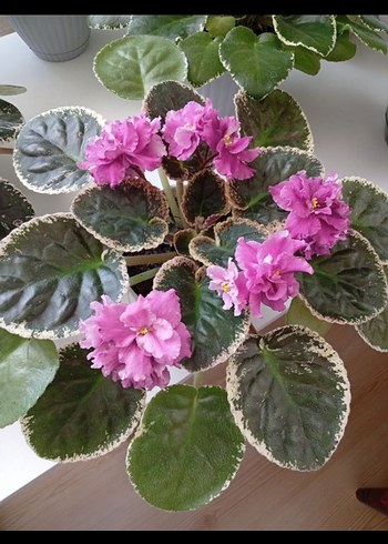 menekşe özel tür - Görsel 7