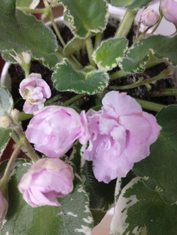 menekşe özel tür - Görsel 2