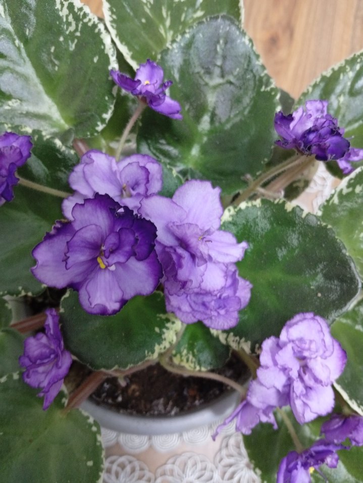 menekşe özel tür - Görsel 3