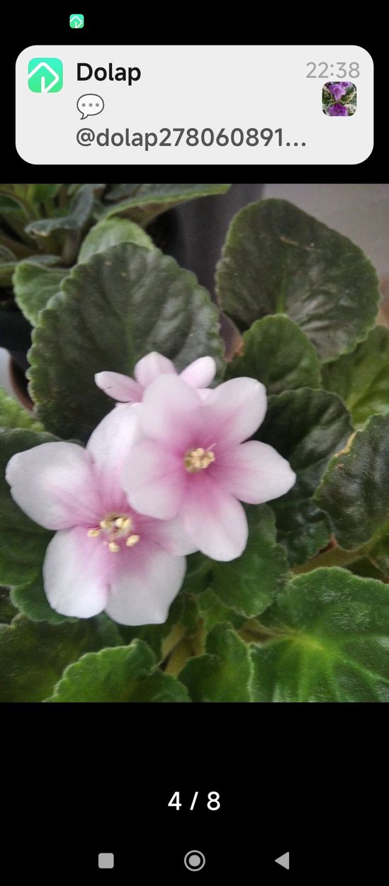 menekşe özel tür - Görsel 4