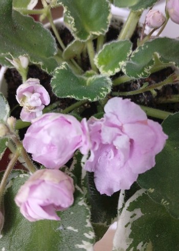 Pembe Çiçekli Variegated Menekşe Bitkisi - Görsel 7