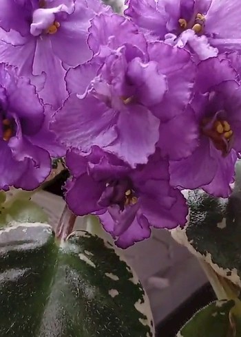 Pembe Çiçekli Variegated Menekşe Bitkisi - Görsel 2