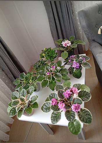 Pembe Çiçekli Variegated Menekşe Bitkisi - Görsel 5