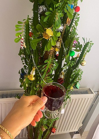 Pembe Çiçekli Variegated Menekşe Bitkisi - Görsel 6