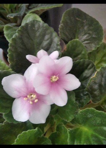 Pembe Çiçekli Variegated Menekşe Bitkisi - Görsel 11