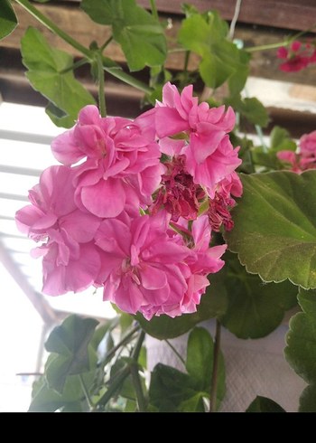 Pembe Çiçekli Variegated Menekşe Bitkisi - Görsel 10