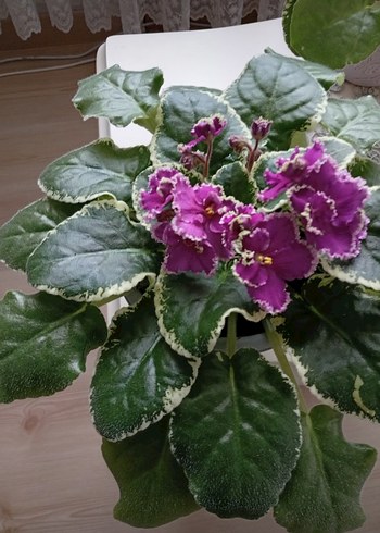 Pembe Çiçekli Variegated Menekşe Bitkisi - Görsel 3