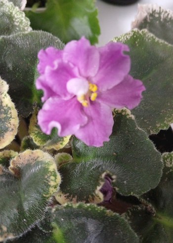 Pembe Çiçekli Variegated Menekşe Bitkisi - Görsel 8