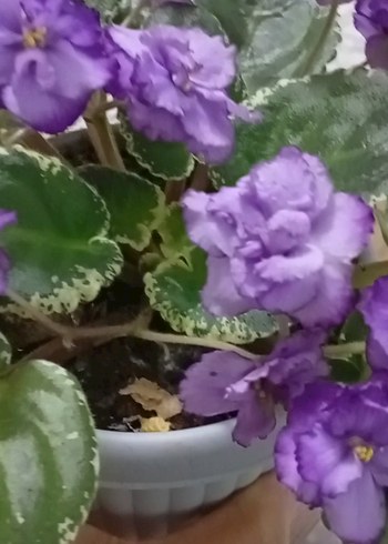 Pembe Çiçekli Variegated Menekşe Bitkisi - Görsel 4