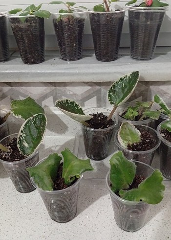 Pembe Çiçekli Variegated Menekşe Bitkisi - Görsel 13