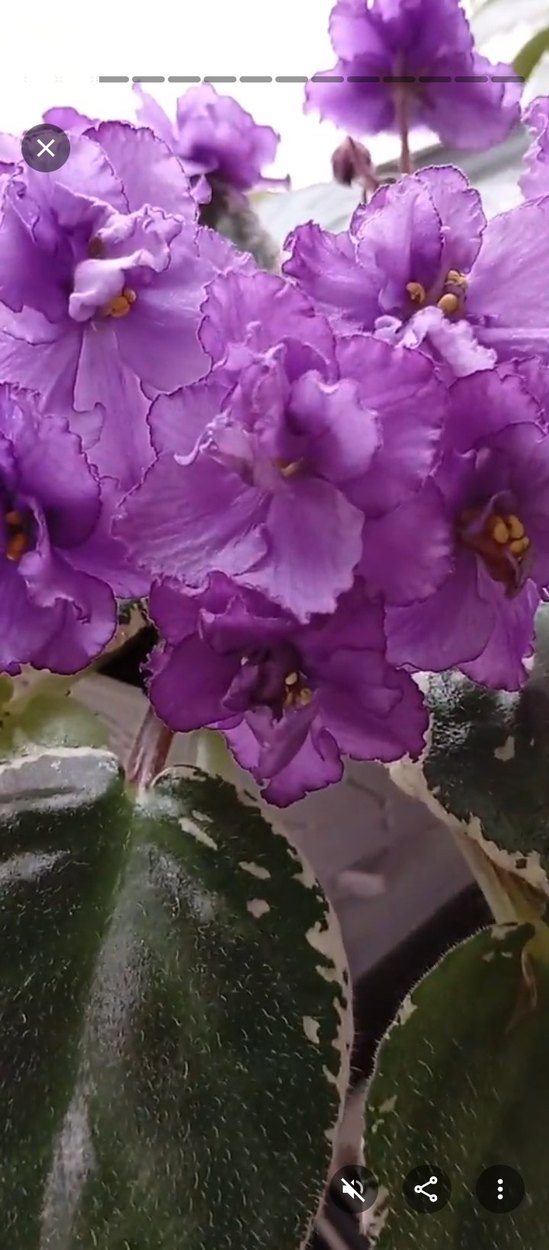 Pembe Çiçekli Variegated Menekşe Bitkisi - Görsel 2