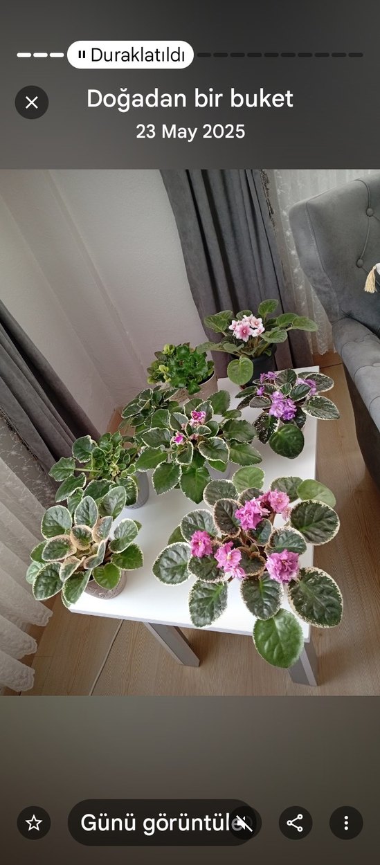 Pembe Çiçekli Variegated Menekşe Bitkisi - Görsel 5