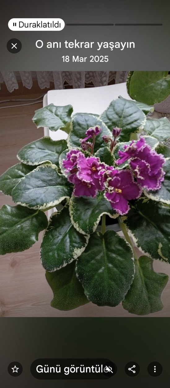 Pembe Çiçekli Variegated Menekşe Bitkisi - Görsel 3