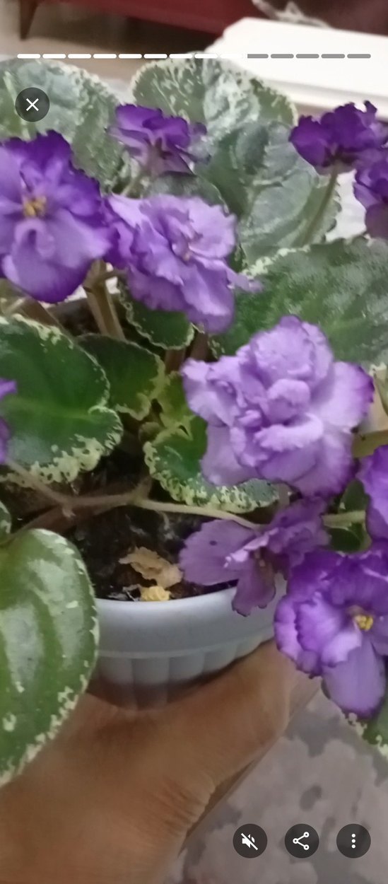 Pembe Çiçekli Variegated Menekşe Bitkisi - Görsel 4