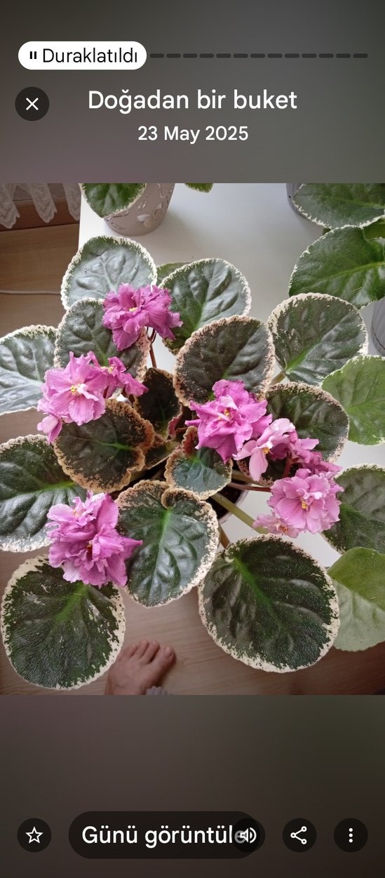 menekşe özel tür - Görsel 4