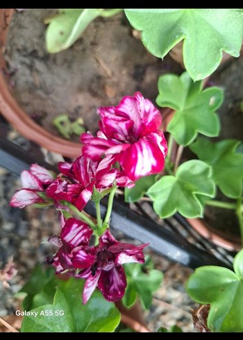 Pastel Pembe tatlı sakız - Görsel 2