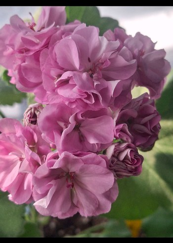 Pastel Pembe tatlı sakız - Görsel 11