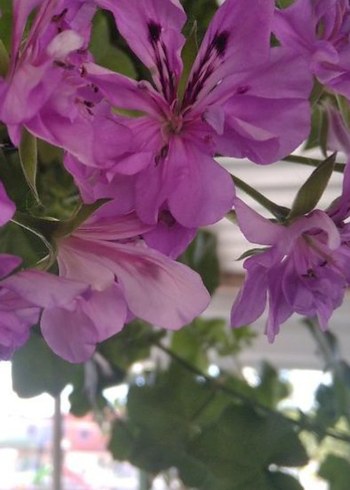 Pastel Pembe tatlı sakız - Görsel 3