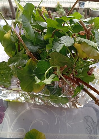 Pastel Pembe tatlı sakız - Görsel 6