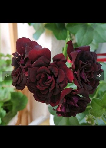 Pastel Pembe tatlı sakız - Görsel 9