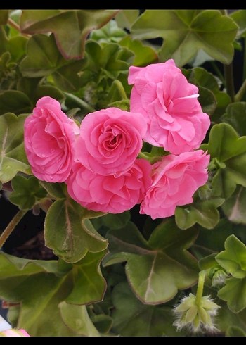 Pastel Pembe tatlı sakız - Görsel 8