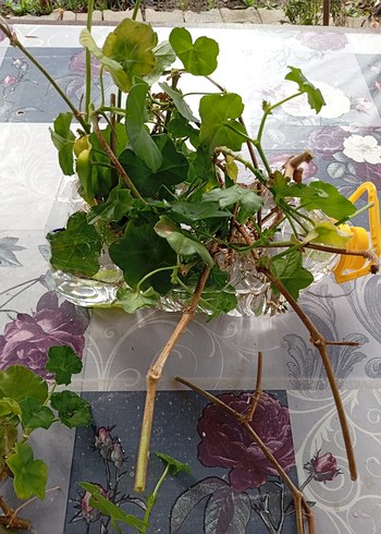 Pastel Pembe tatlı sakız - Görsel 5