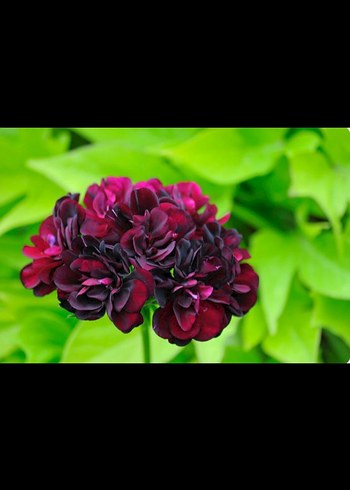 Pastel Pembe tatlı sakız - Görsel 7