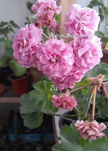 Pastel Pembe tatlı sakız - Görsel 10