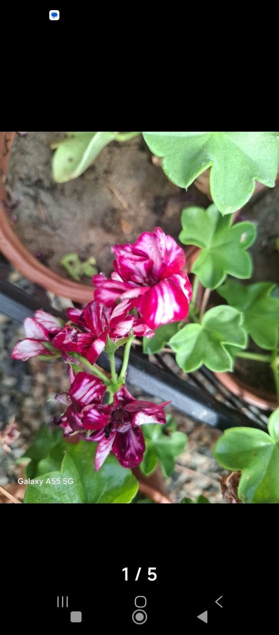 Pastel Pembe tatlı sakız - Görsel 2