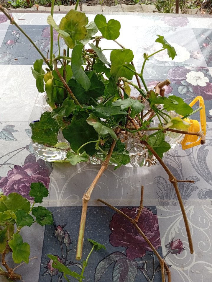 Pastel Pembe tatlı sakız - Görsel 5