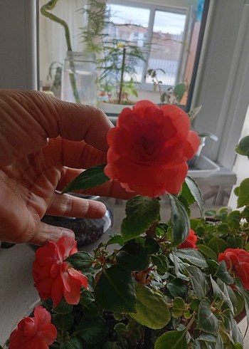 Kırmızı Renkli Saksıda Canlı Çiçek cam güzeli - Görsel 3