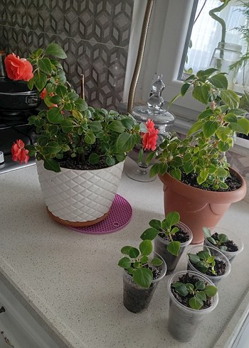 Kırmızı Renkli Saksıda Canlı Çiçek cam güzeli - Görsel 5