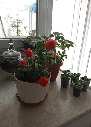 Kırmızı Renkli Saksıda Canlı Çiçek cam güzeli - Görsel 4