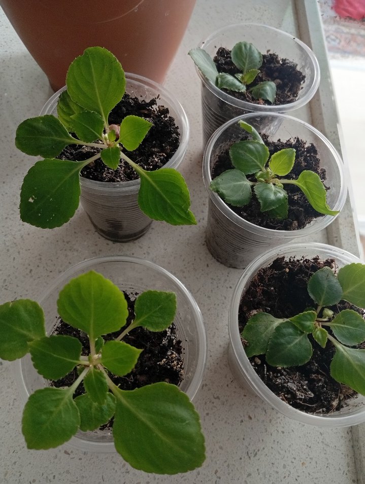 Kırmızı Renkli Saksıda Canlı Çiçek cam güzeli - Görsel 2