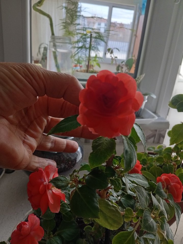 Kırmızı Renkli Saksıda Canlı Çiçek cam güzeli - Görsel 3