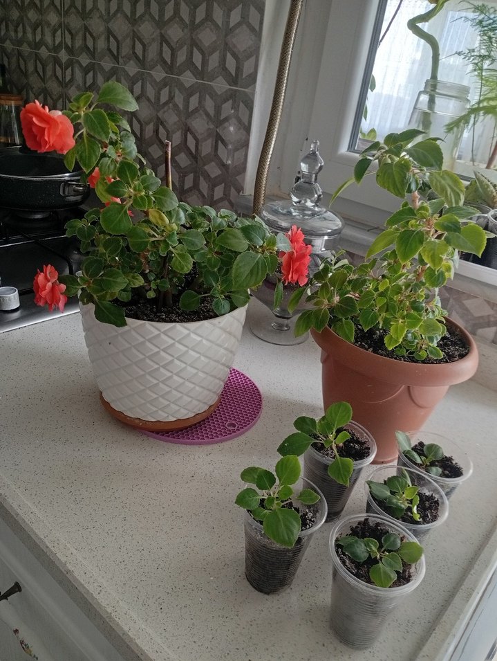 Kırmızı Renkli Saksıda Canlı Çiçek cam güzeli - Görsel 5