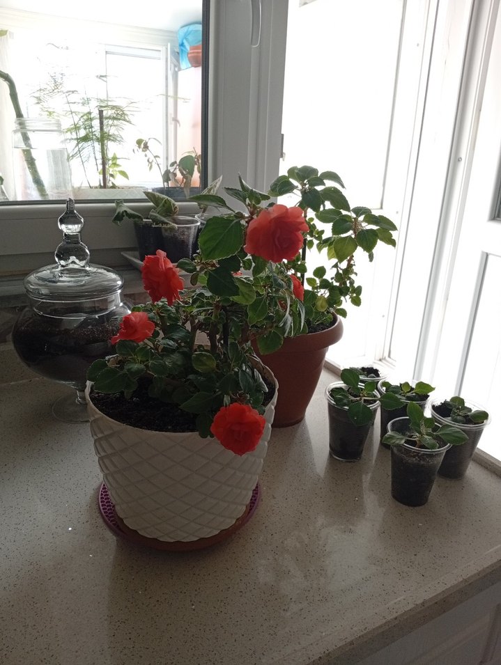 Kırmızı Renkli Saksıda Canlı Çiçek cam güzeli - Görsel 4