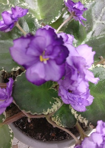 özel tür menekşe toprağı - Görsel 11