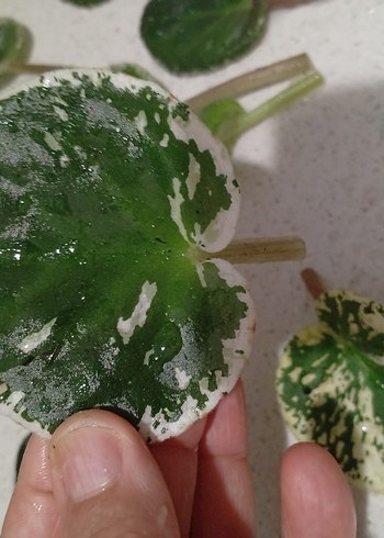 özel tür menekşe toprağı - Görsel 2