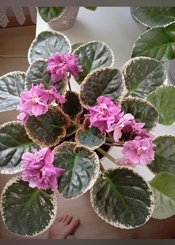 özel tür menekşe toprağı - Görsel 7