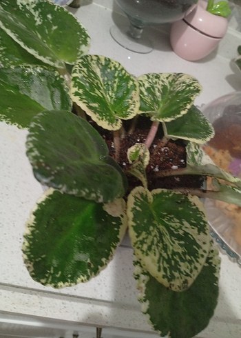 özel tür menekşe toprağı - Görsel 4