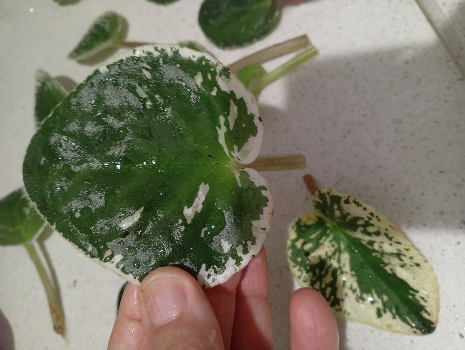 özel tür menekşe toprağı - Görsel 2