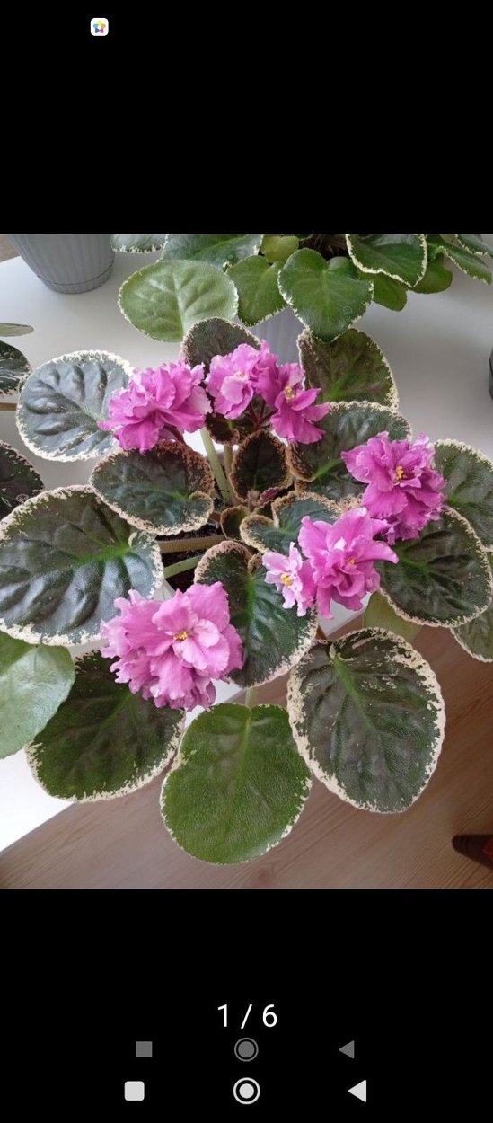 özel tür menekşe toprağı - Görsel 5