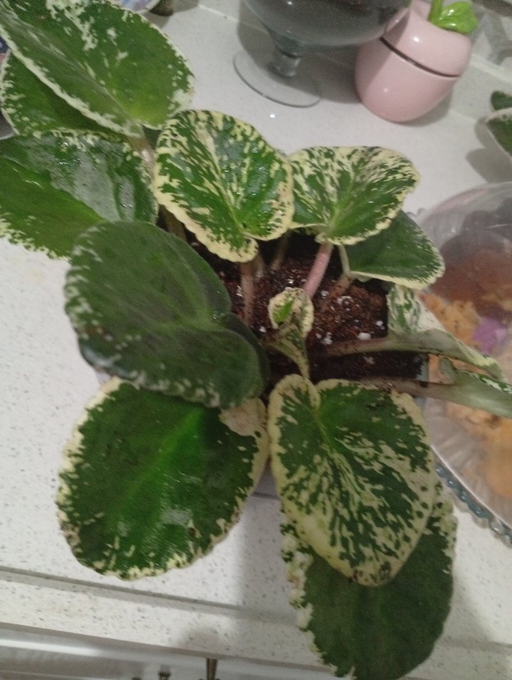 özel tür menekşe toprağı - Görsel 4