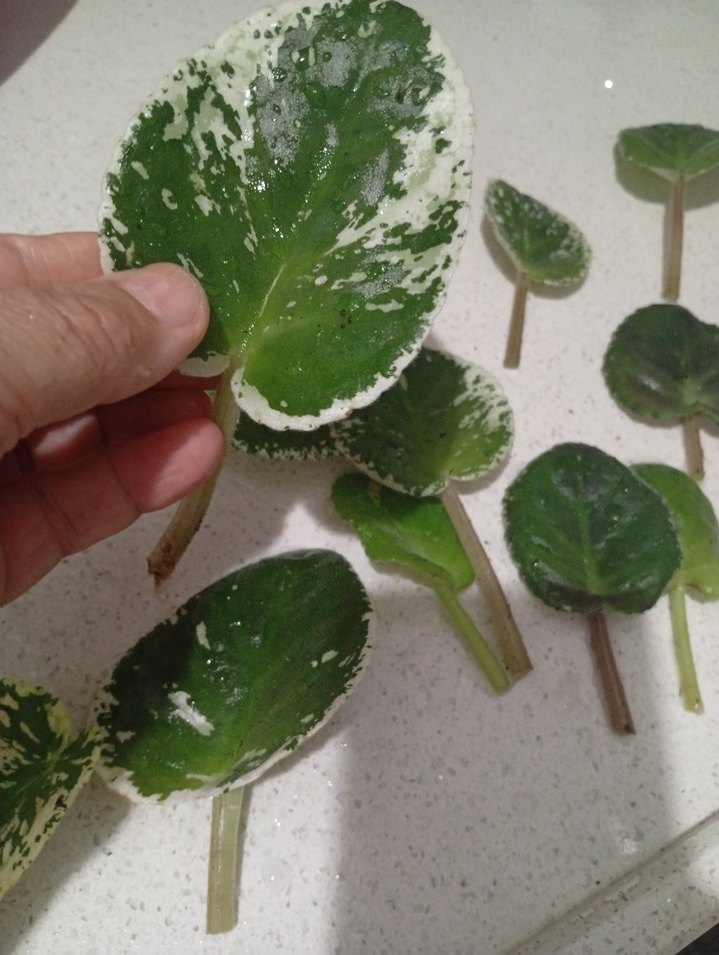 özel tür menekşe toprağı - Görsel 3