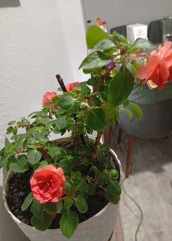 cam güzeli - Görsel 4