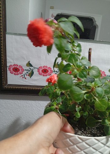 cam güzeli - Görsel 3