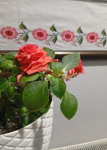 cam güzeli - Görsel 2