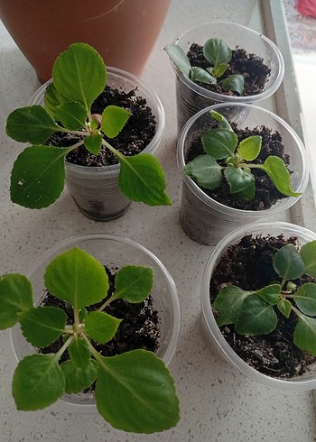 cam güzeli - Görsel 6