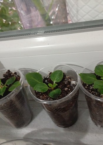 cam güzeli - Görsel 7